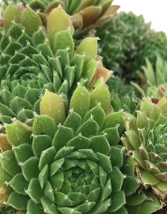 Sempervivum 'Red Nails' 4 inch - The Garden Corner