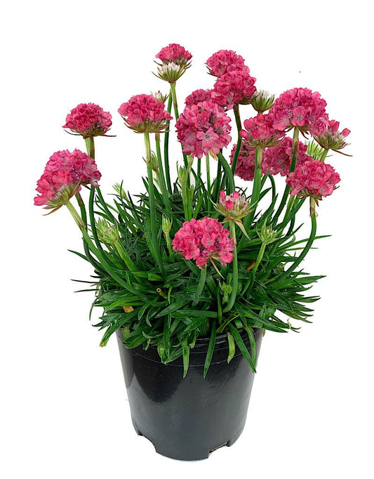 Armeria pseudarmeria 'Dreamland' - The Garden Corner