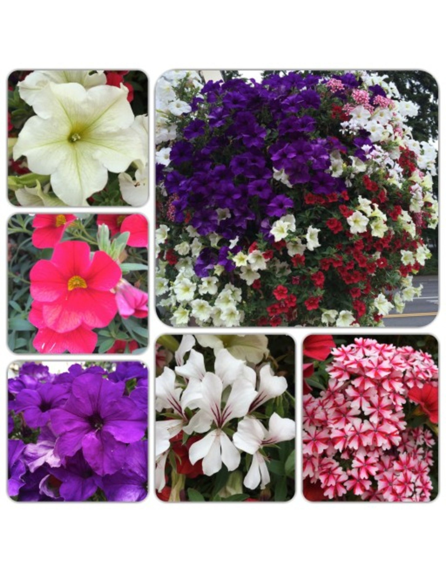 Passion Basket Year Round Subscription