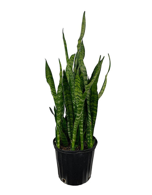 Sansevieria 'Black Coral' 10 Inch - The Garden Corner