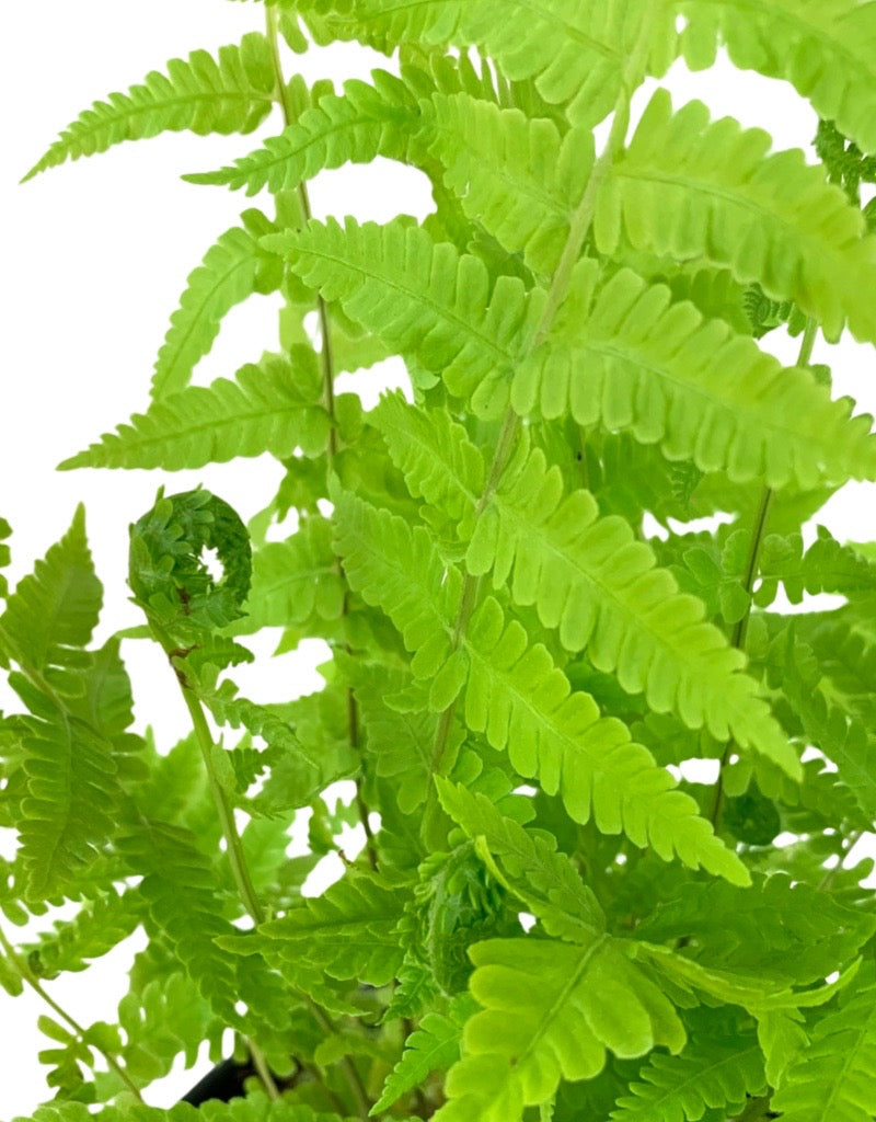 Matteuccia struthiopteris