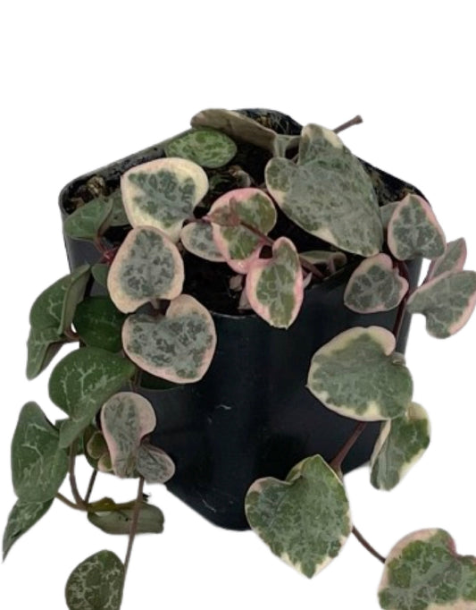 Ceropegia woodii 'Variegata'
