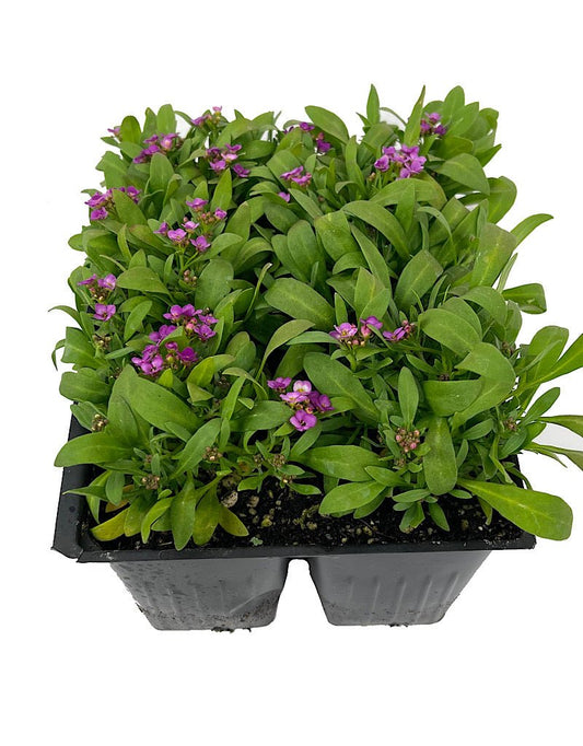 Alyssum 'Easter Bonnet Deep Pink' Jumbo Traypack - The Garden Corner