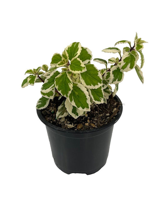 Hemizygia 'Candy Kisses' Quart - The Garden Corner