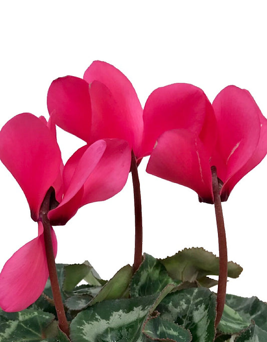 Cyclamen 'Laser Synchro'
