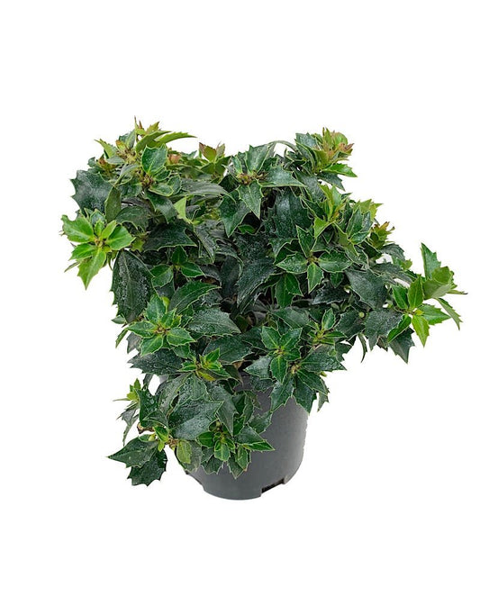 Ilex x 'Rock Garden' 1 gal - The Garden Corner
