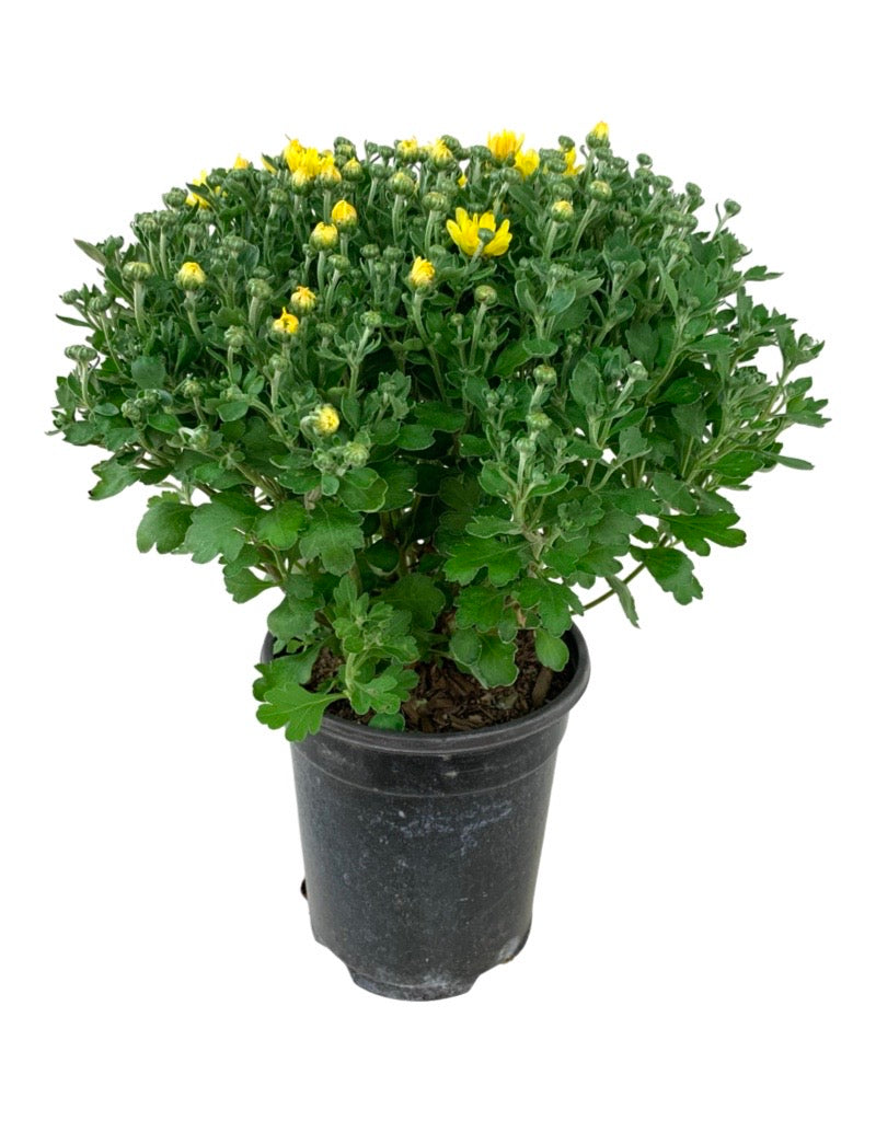 Garden Mum