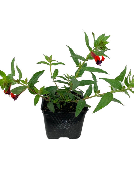 Cuphea 'Firecracker'