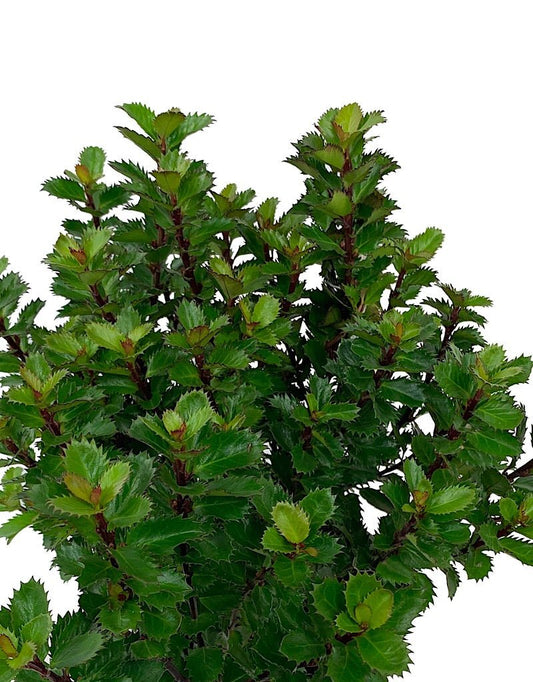 Ilex x 'Scallywag' 1 Gallon - The Garden Corner