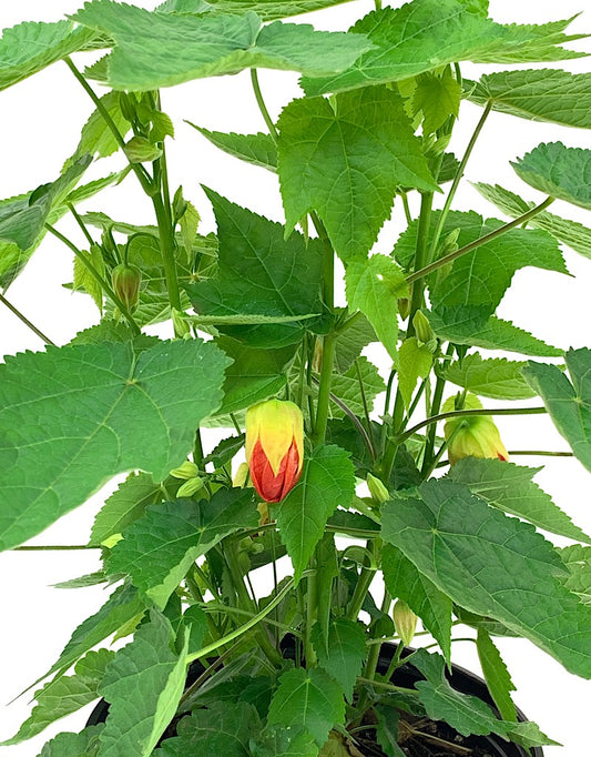 Abutilon 'Lucky Lantern Tangerine' - 1 gal