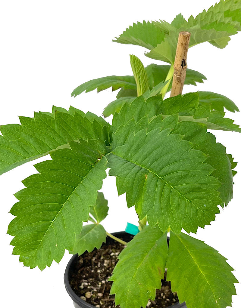 Melianthus major 'African Honey Bush'