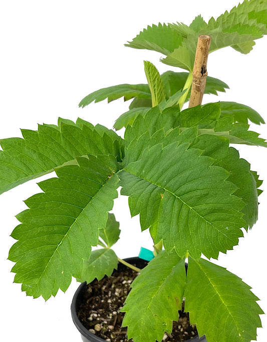 Melianthus major 'African Honey Bush'