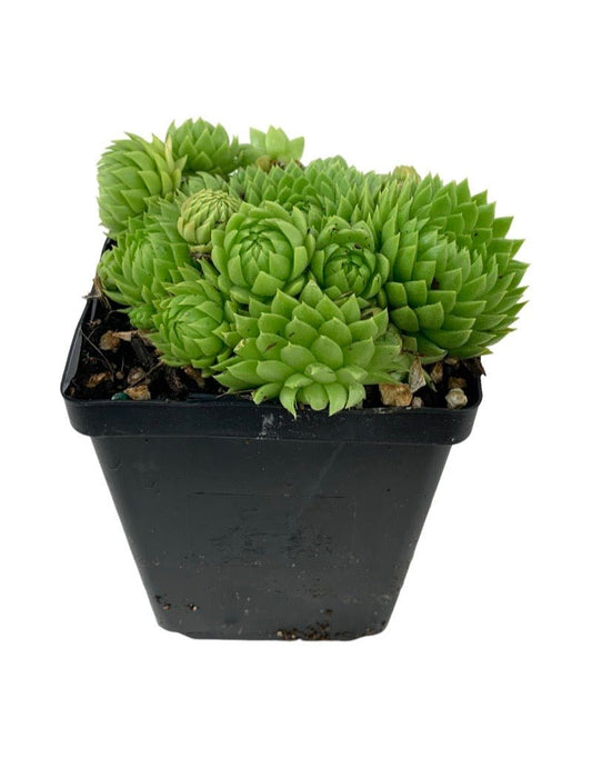 Sempervivum 'Chick Charms Key Lime Kiss' - The Garden Corner