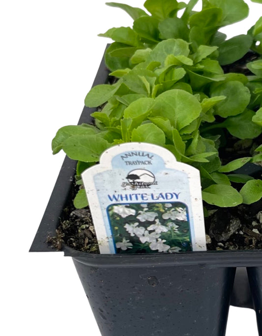 Lobelia 'White Lady'