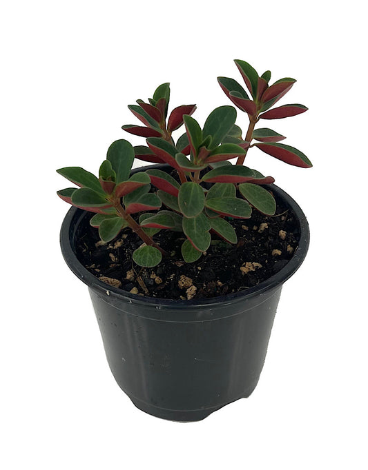 Peperomia verticillata 'Double Duty'