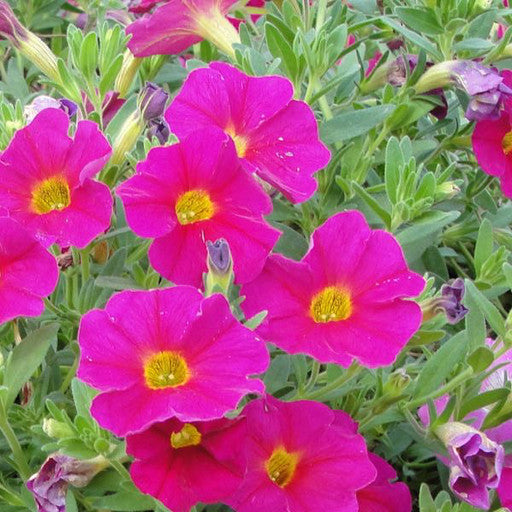 Calibrachoa 'Callie Rose'