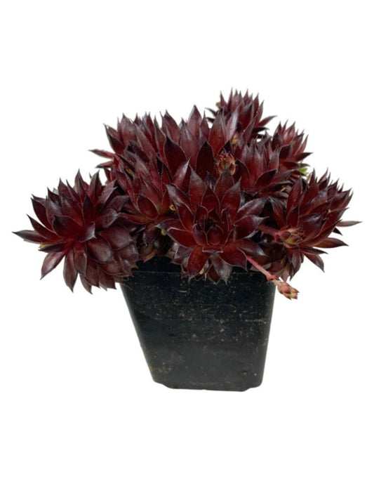 Sempervivum 'Bronco' - The Garden Corner