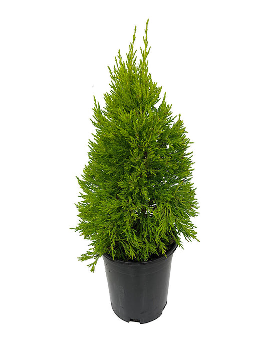 Cupressus macrocarpa 'Donard Gold'