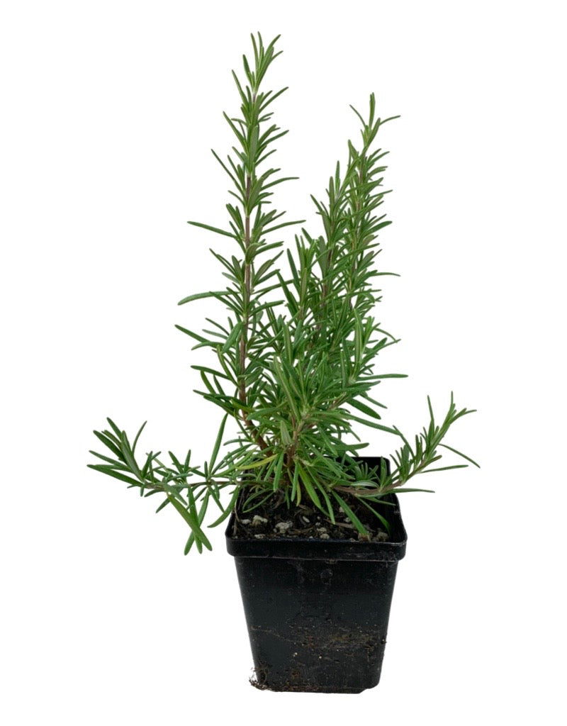 Rosmarinus officinalis 'Spice Island' 4 Inch