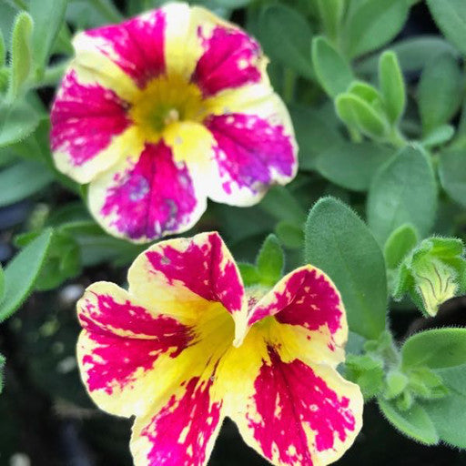 Calibrachoa 'Holy Moly'