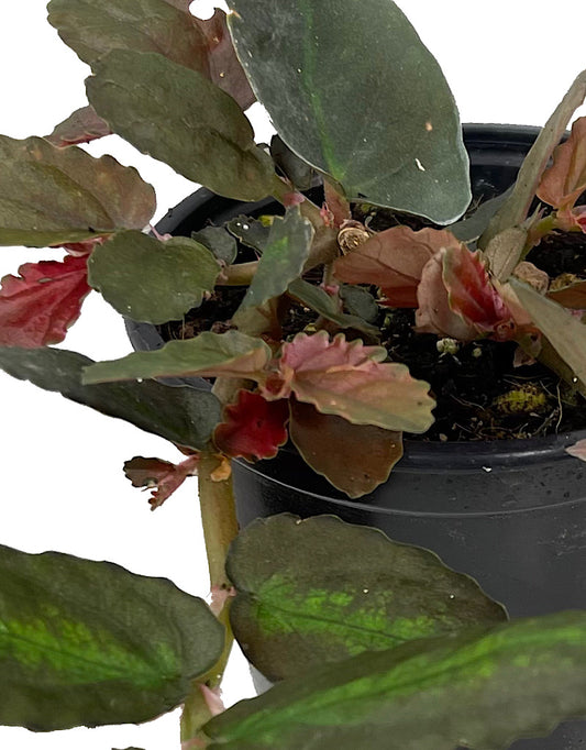 Pellionia repens Quart