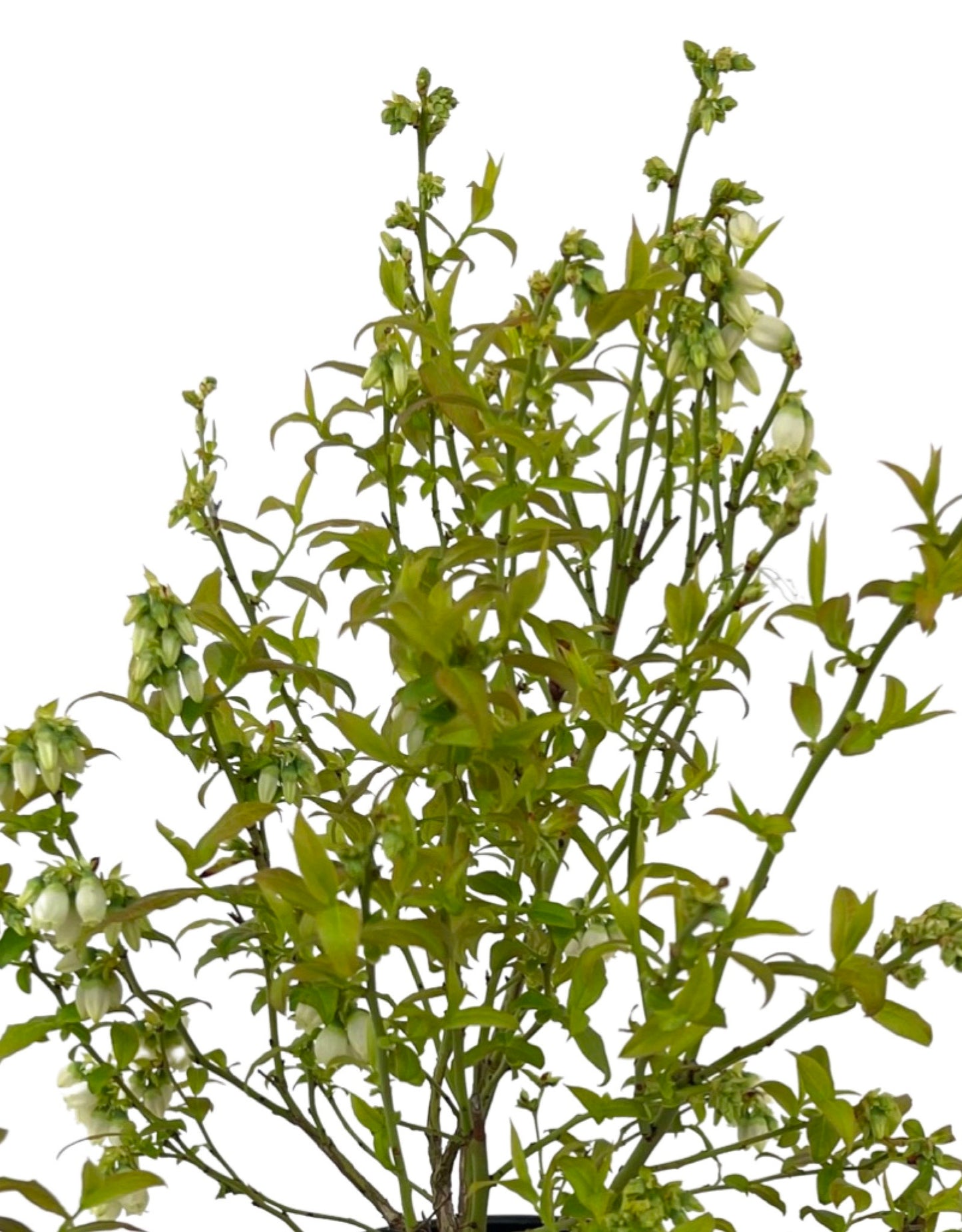 Vaccinium corymbosum Blueberry 'Top Hat' 1 Gallon