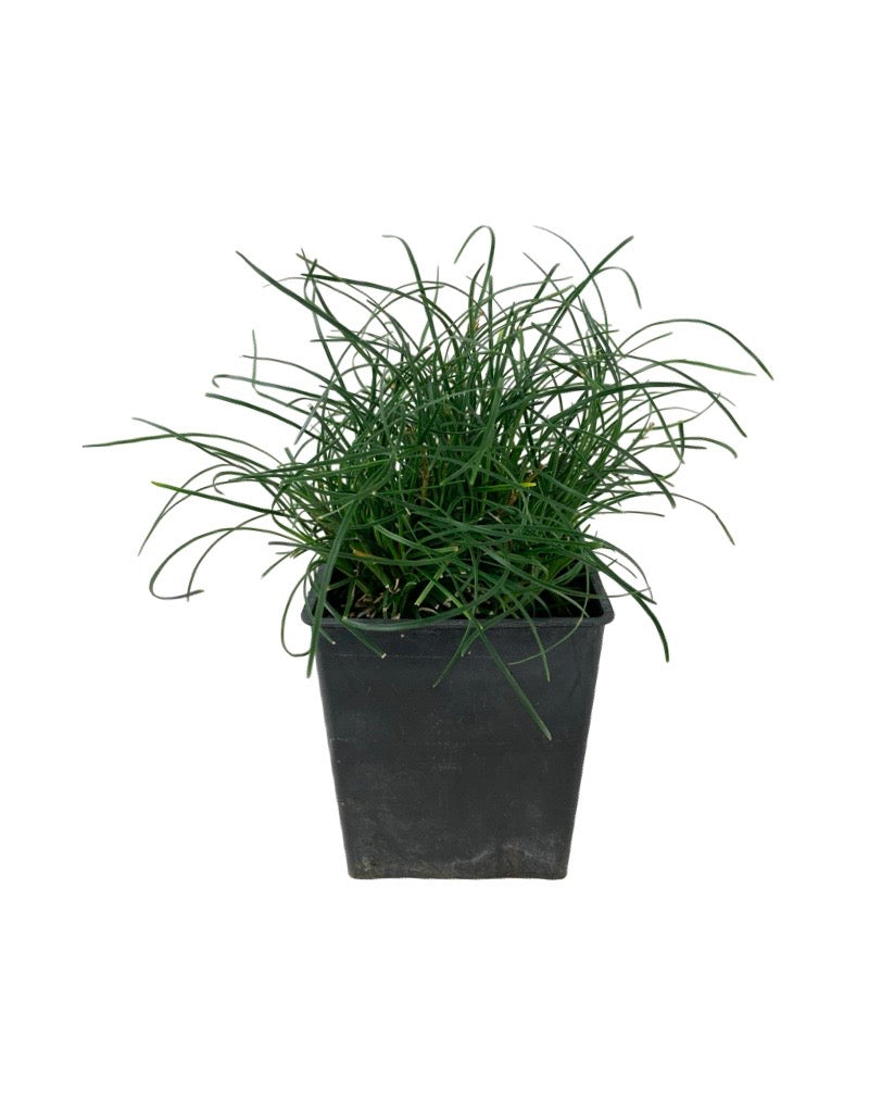 Ophiopogon umbraticola 'Bad Hair Day'