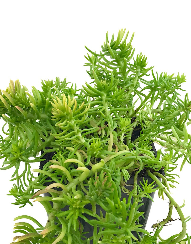 Sedum reflexum 'Angelina'
