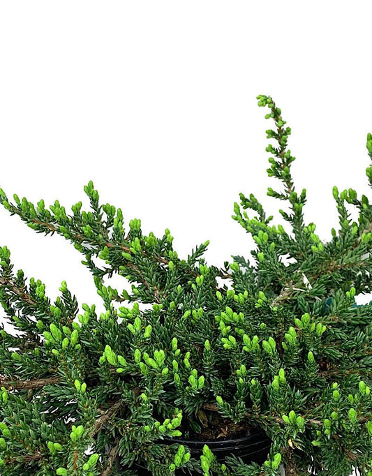 Juniperus communis 'Montana' 1 Gallon - The Garden Corner