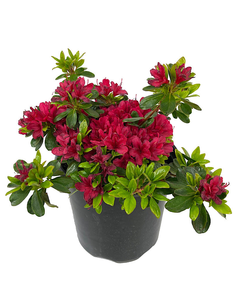 Azalea 'Hino Crimson'