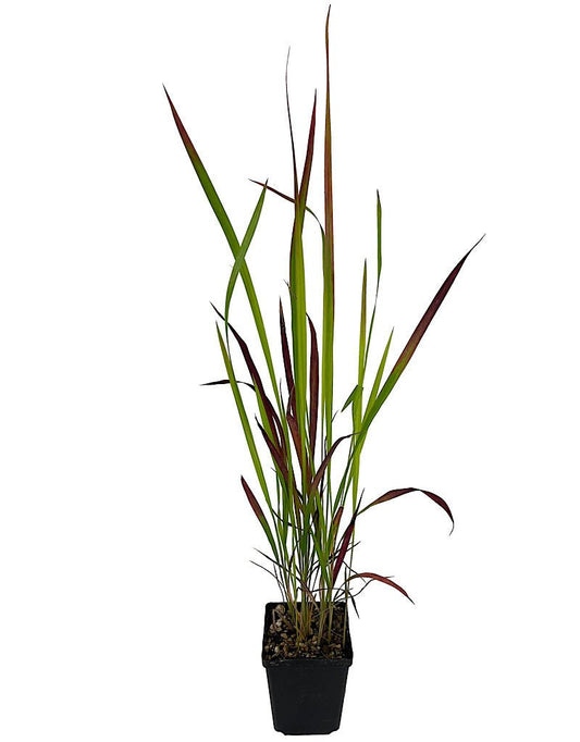 Imperata cylindrica 'Red Baron' - The Garden Corner