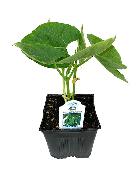 Pole Bean 'Kentucky Wonder'