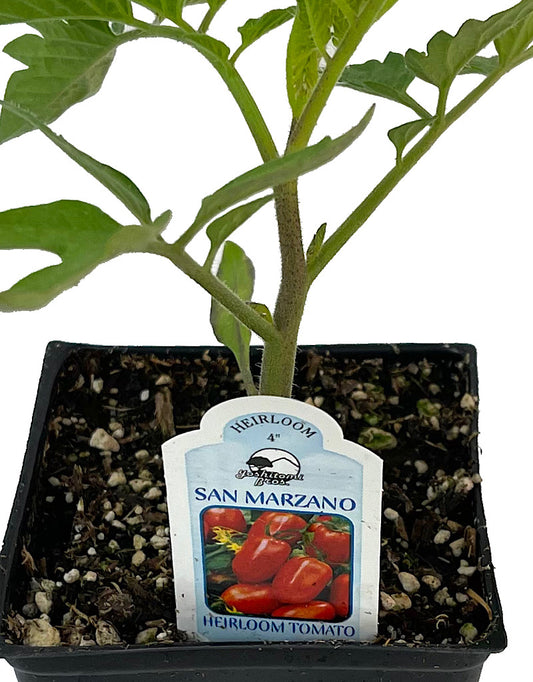 Tomato 'San Marzano'