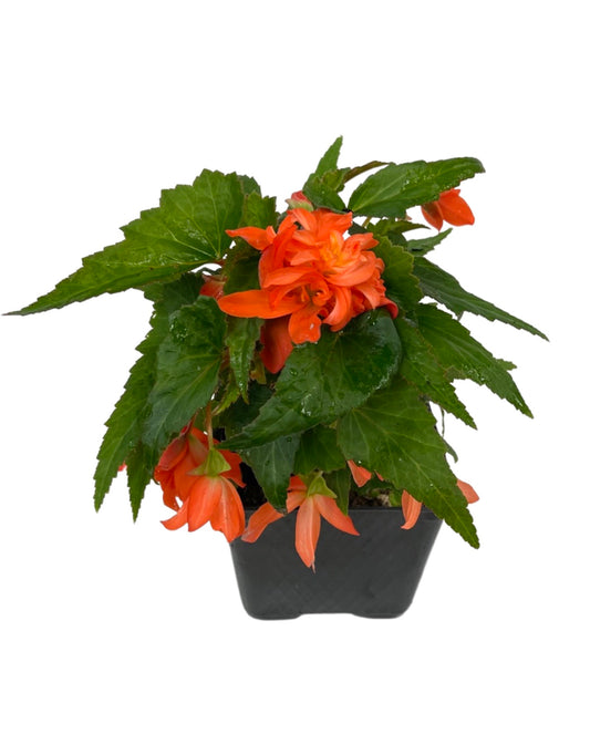 Begonia 'Mistral Double Orange'