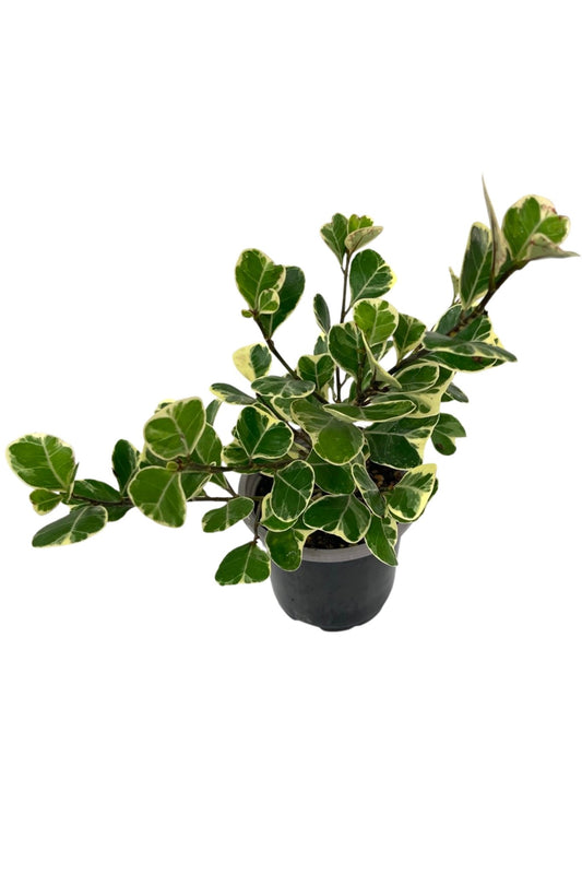 Ficus triangularis 'Variegated' Quart - The Garden Corner