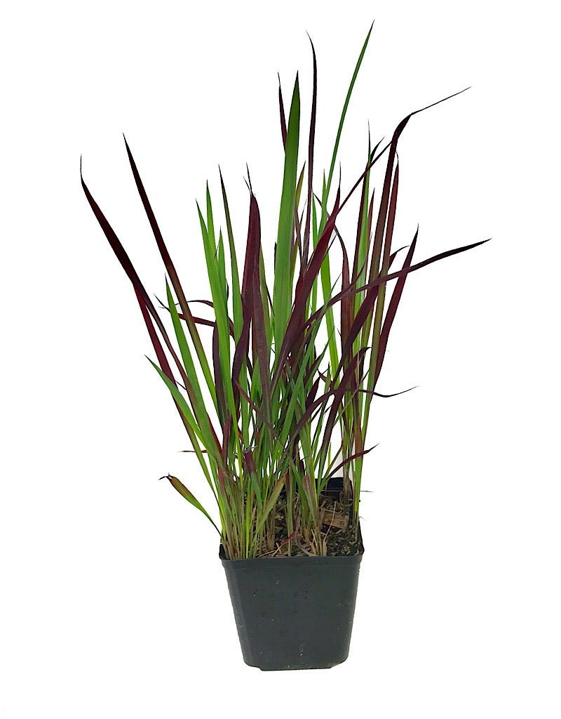 Imperata cylindrica 'Red Baron' - The Garden Corner