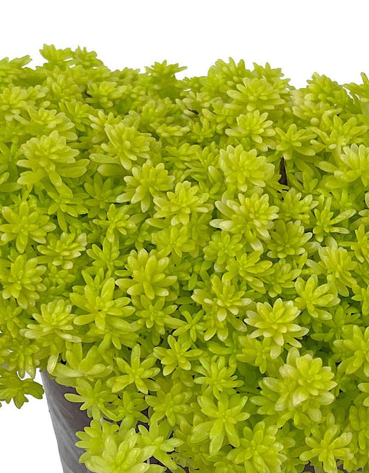 Sedum hispanicum 'Aureum' - The Garden Corner
