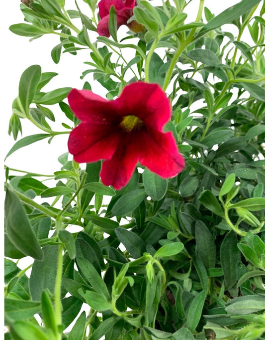 Calibrachoa 'Bloomtastic Cherry'