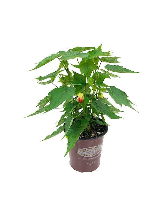Abutilon 'Lucky Lantern Tangerine' - 1 gal