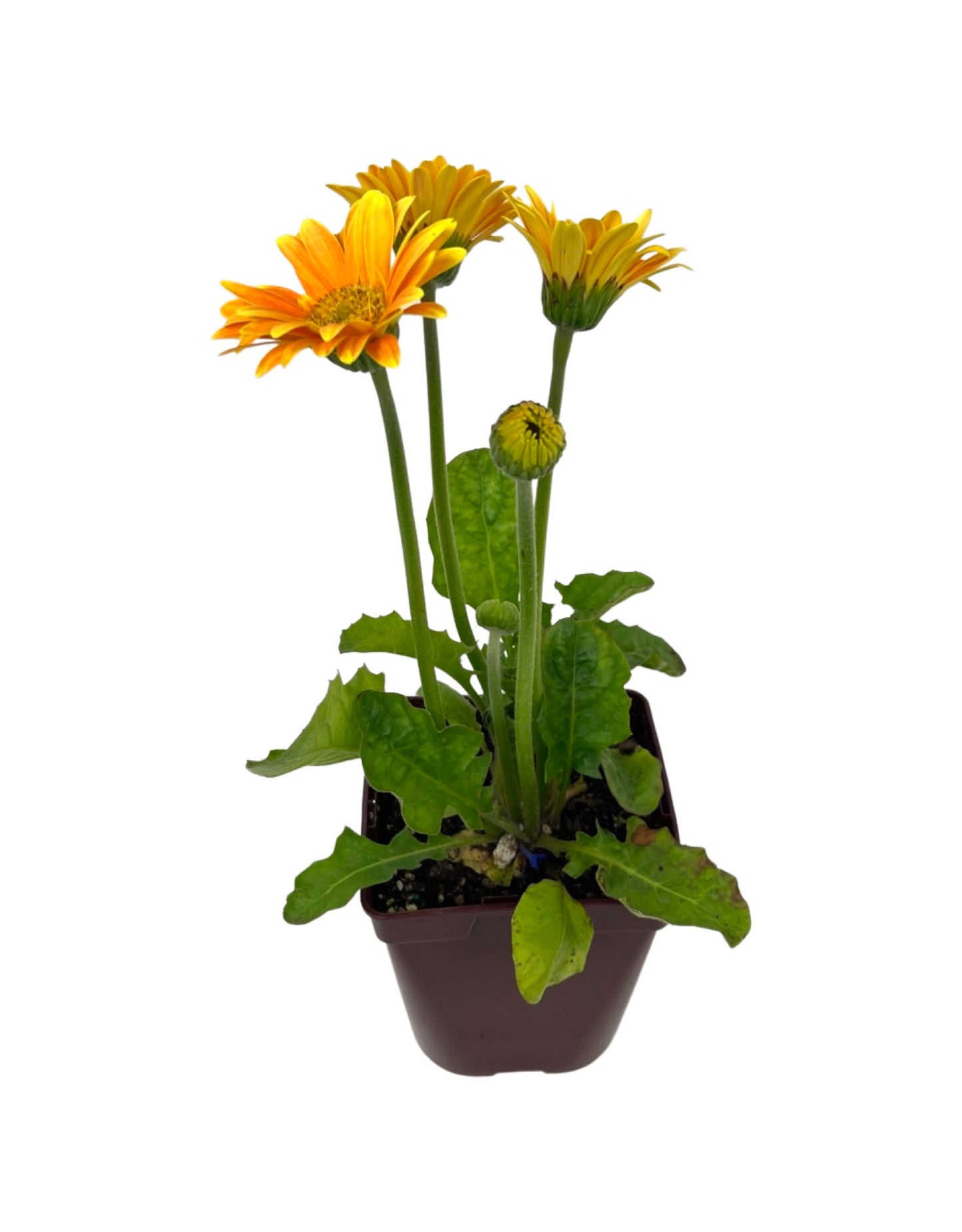 Gerbera garvinea 'Sweet Caroline'