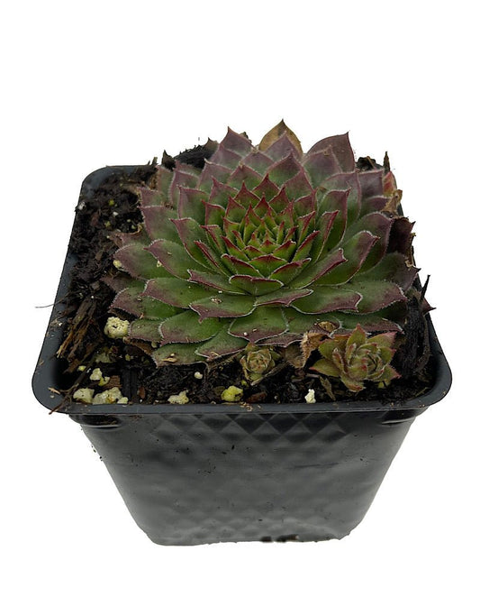 Sempervivum 'Kalinda' 4 Inch - The Garden Corner