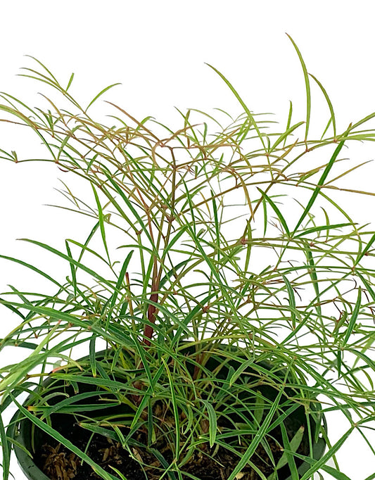 Nandina domestica 'Chime' Quart