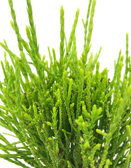 Thuja orientalis 'Franky Boy' - The Garden Corner