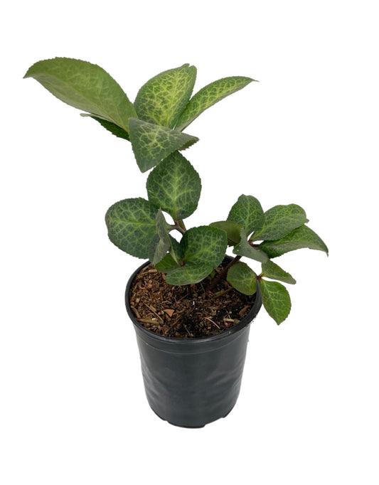 Helleborus Frostkiss® 'Dorothy's Dawn' - The Garden Corner