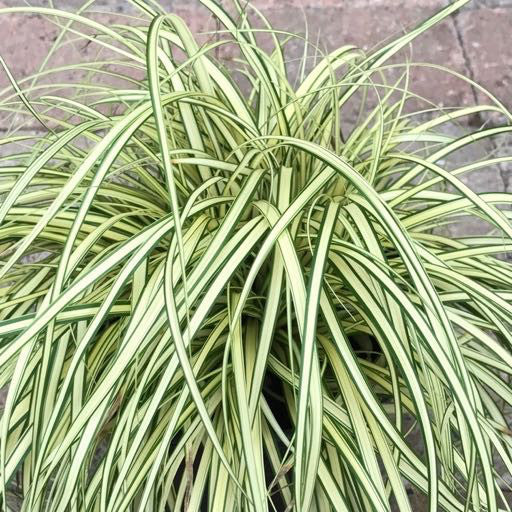 Carex oshimensis 'Evergold'