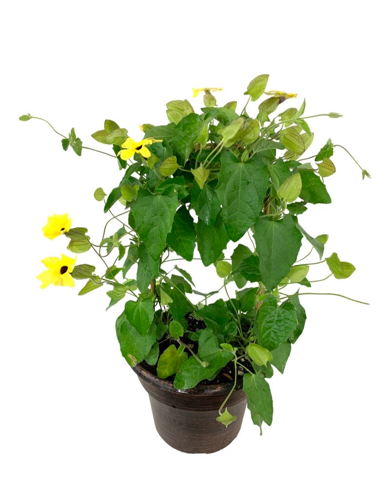Thunbergia alata 'Lemon Star  8 Inch