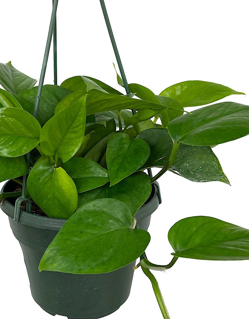 Epipremnum 'Jade'