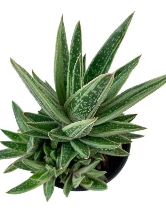 Aristaloe aristata Quart - The Garden Corner