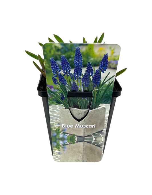 Muscari armeniacum 4 Inch