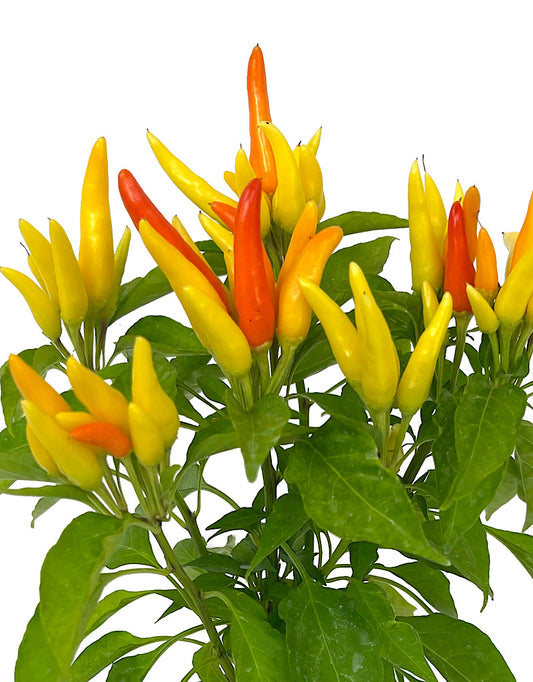 Capsicum annuum 'Chilly Chili' Quart